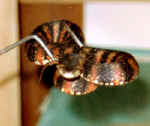 watersnake1_small.jpg (3333 bytes)